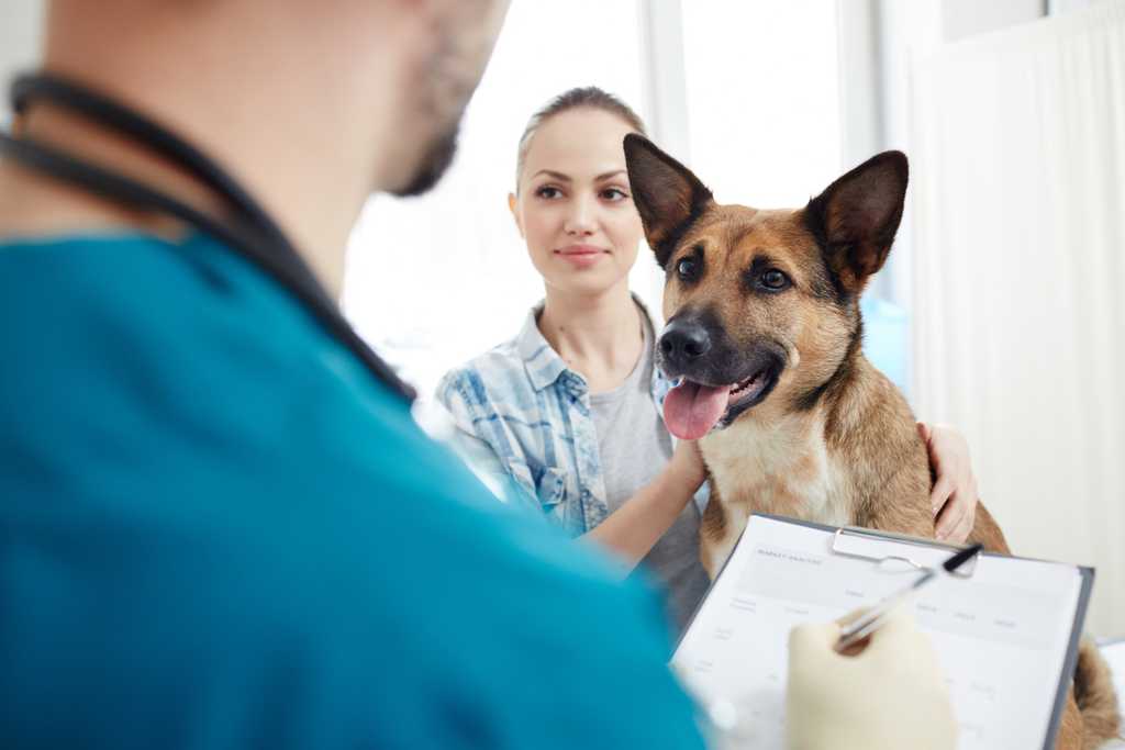 Veterinarian filling out pet insurance form
